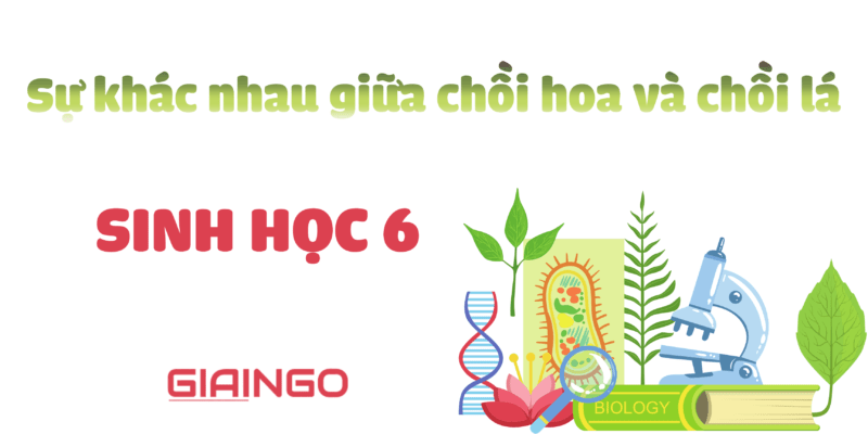 Sự khác nhau giữa chồi hoa và chồi lá? Sinh học 6 1 Sự khác nhau giữa chồi hoa và chồi lá