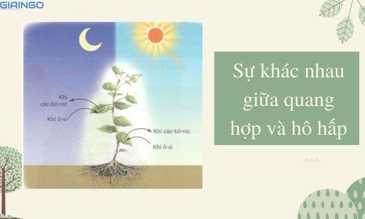 Sự khác nhau giữa quang hợp và hô hấp? Sinh học lớp 10 1 su khac nhau giua quang hop va ho hap
