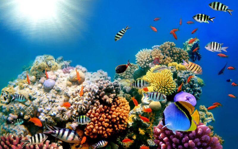 Sự khác nhau giữa san hô và thủy tức
