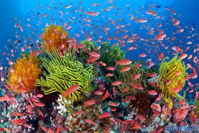 Sự khác nhau giữa san hô và thủy tức