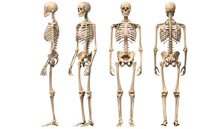 Sự khác nhau giữa xương tay và xương chân