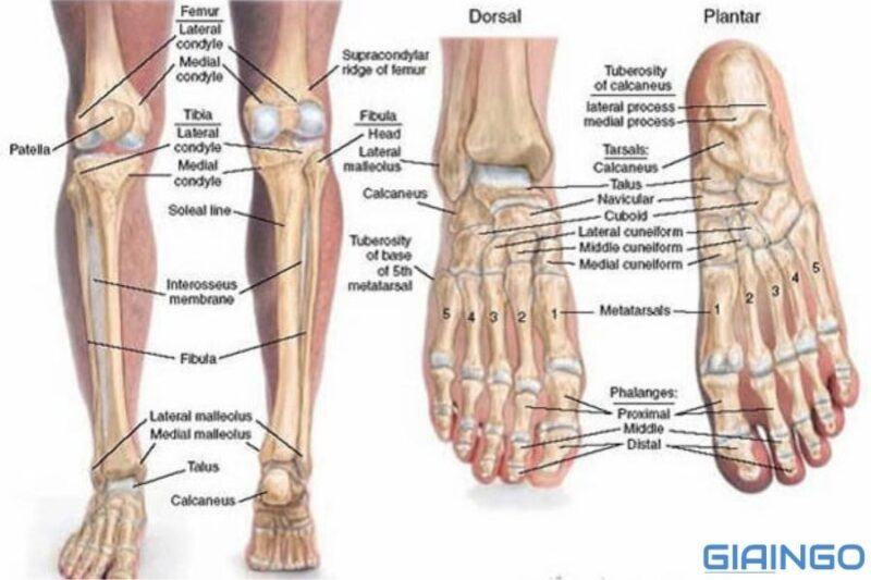 Sự khác nhau giữa xương tay và xương chân là gì? Hãy so sánh 1 Sự khác nhau giữa xương tay và xương chân