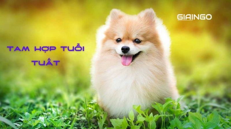 Tam hợp tuổi Tuất là gì? Tính cách đặc trưng nhóm tam hợp Tuất - Dần - Ngọ 1 Tam hop tuoi tuat 1