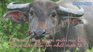 tai sao trung du va mien nui bac bo co dan trau lon nhat nuoc ta