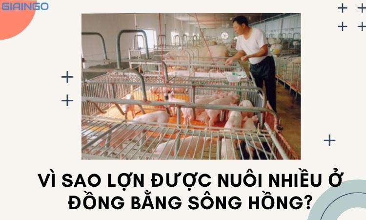 Vì sao lợn được nuôi nhiều ở đồng bằng sông Hồng? Địa lí 9 1 vi sao lon duoc nuoi nhieu o dong bang song hong