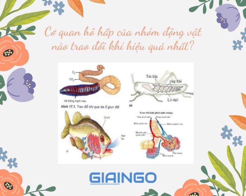Cơ quan hô hấp của nhóm động vật nào trao đổi khí hiệu quả nhất? 1 Co quan ho hap cua nhom dong vat nao trao doi khi hieu qua nhat 1