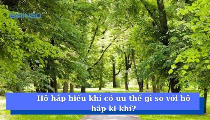 Hô hấp hiếu khí có ưu thế gì so với hô hấp kị khí? Ho hap hieu khi co uu the gi so voi ho hap ki khi?