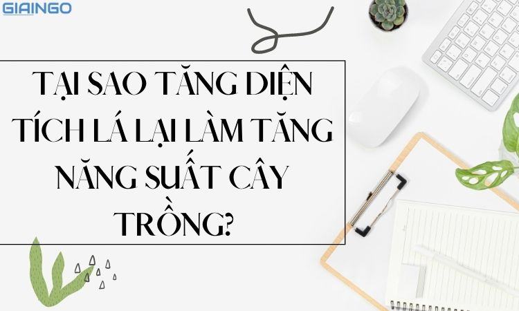 Tại sao tăng diện tích lá lại làm tăng năng suất cây trồng? tai sao tang dien tich la lai lam tang nang suat cay trong