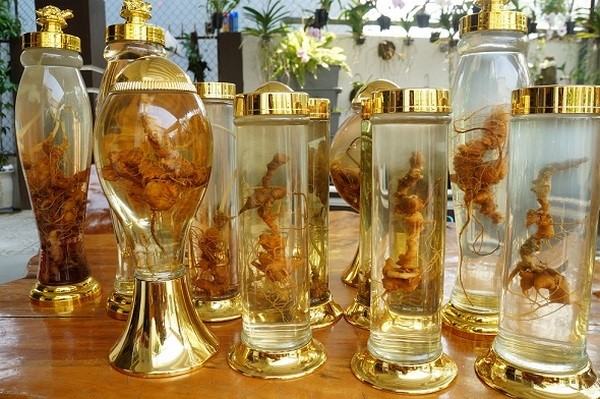 Tại sao củ sâm ngọc linh lại được gọi là THẦN DƯỢC chữa bệnh? rượu sâm ngọc linh