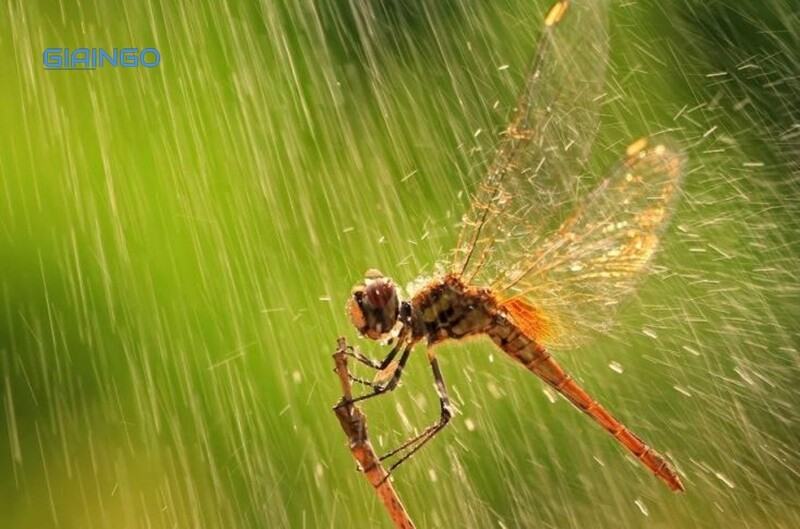 Chuồn chuồn bay thấp thì mưa, bay cao thì nắng, bay vừa thì râm