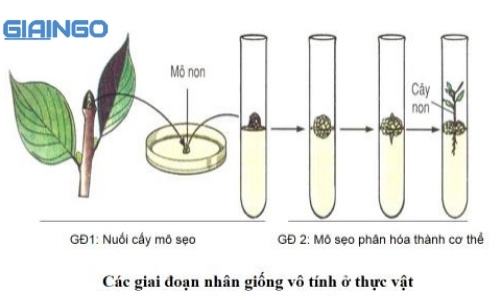 nhân giống vô tính ở thực vật