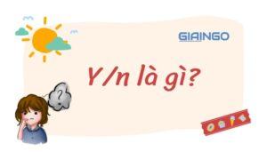 y/n là gì