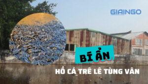 hồ cá trê lê tùng vân