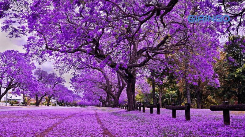 Đi Đà Lạt mùa nào đẹp