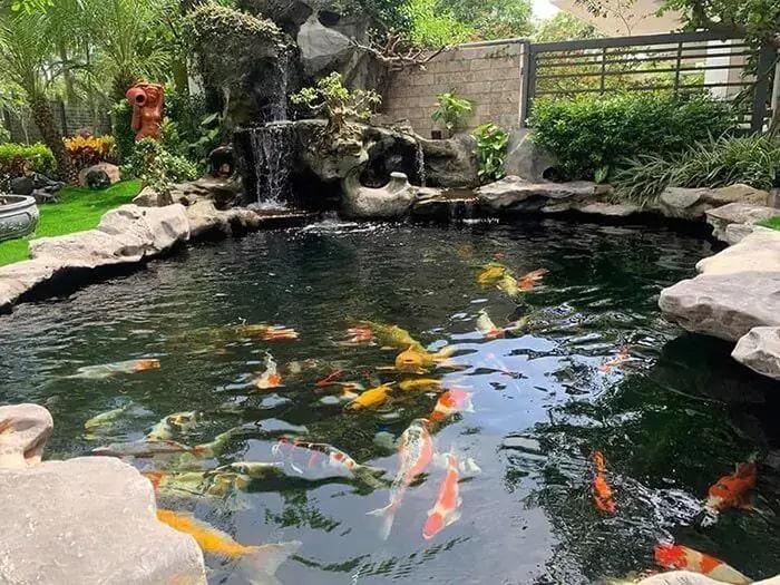 mày bơm hồ cá koi