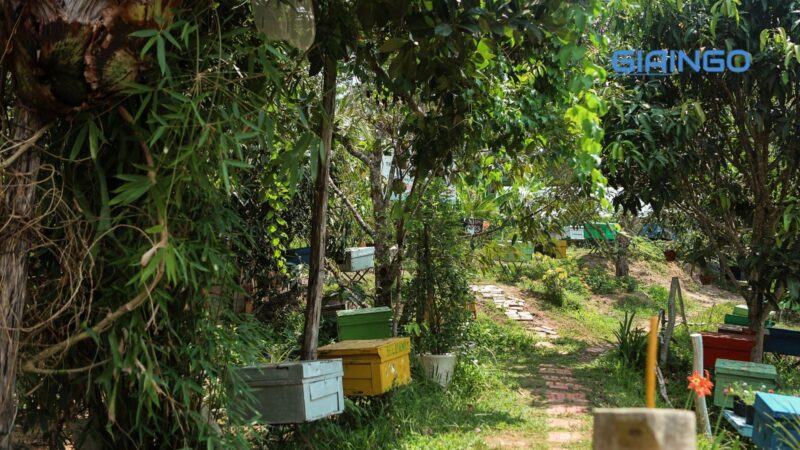 Trại ong Phú Quốc