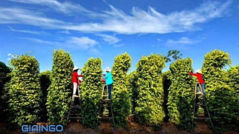 Vườn tiêu Phú Quốc