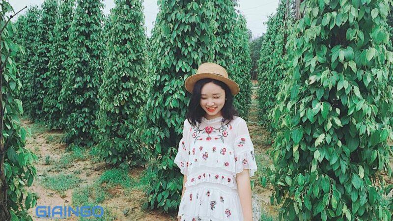 Vườn tiêu Phú Quốc