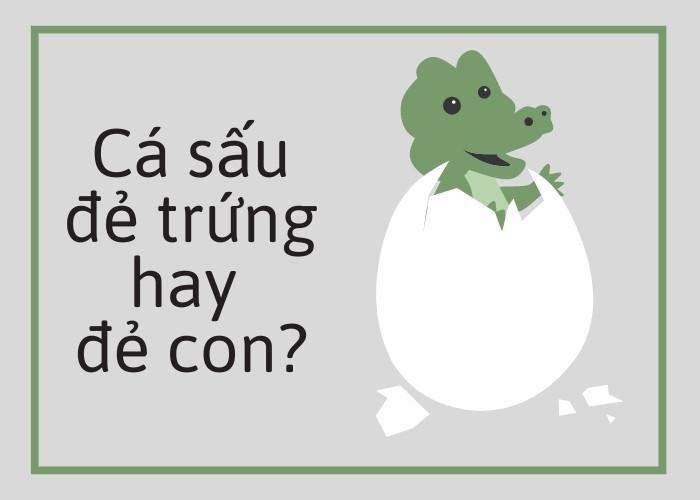 Cá sấu đẻ trứng hay đẻ con