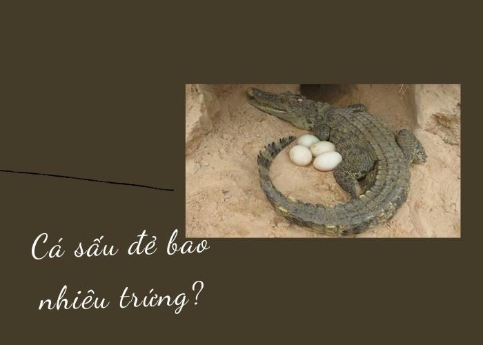 Cá sấu đẻ bao nhiêu trứng