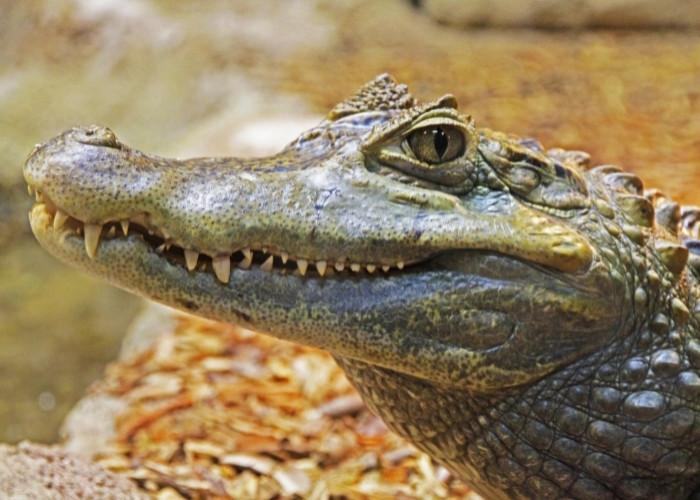 Đặc điểm cá sấu