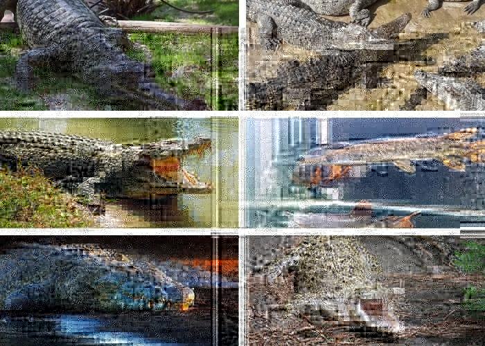 Phân loại cá sấu