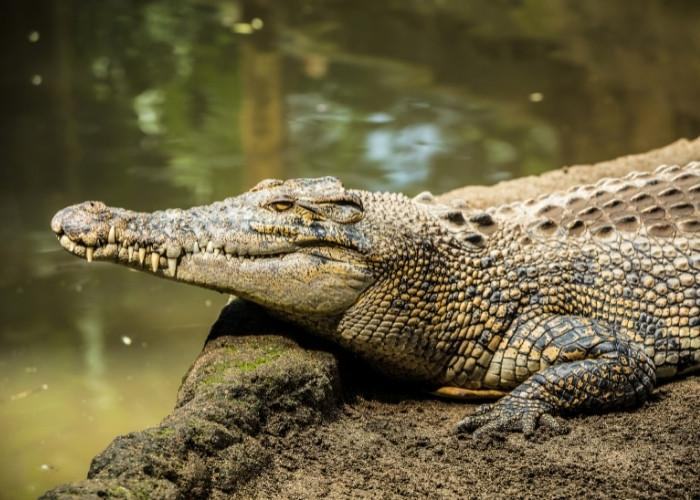 Cá sấu sống ở đâu