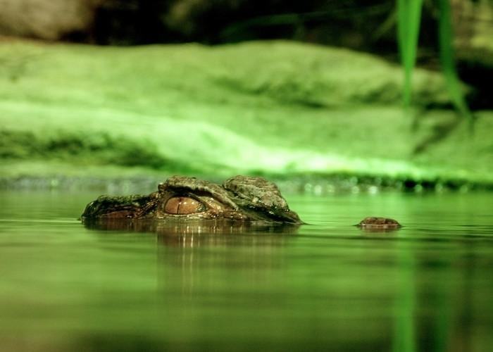 Cá sấu hô hấp bằng gì