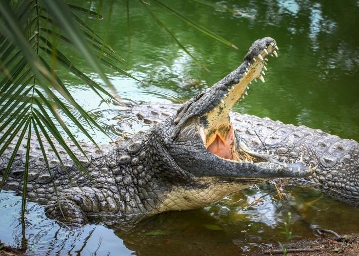 Cá sấu có lưỡi không