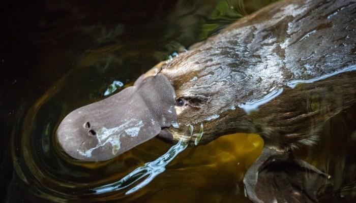 Thú mỏ vịt là con gì