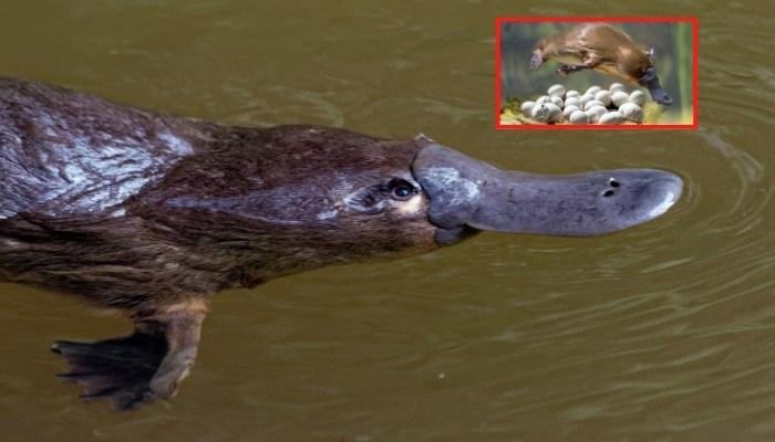 Thú mỏ vịt nuôi con bằng gì