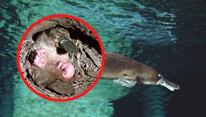 Thú mỏ vịt sống ở đâu