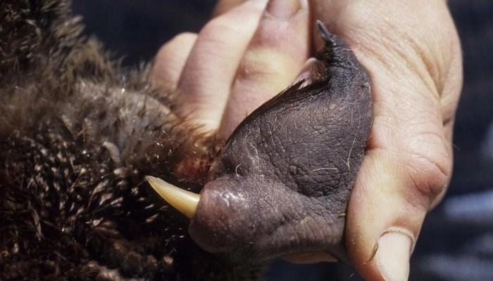 Thú mỏ vịt có độc không