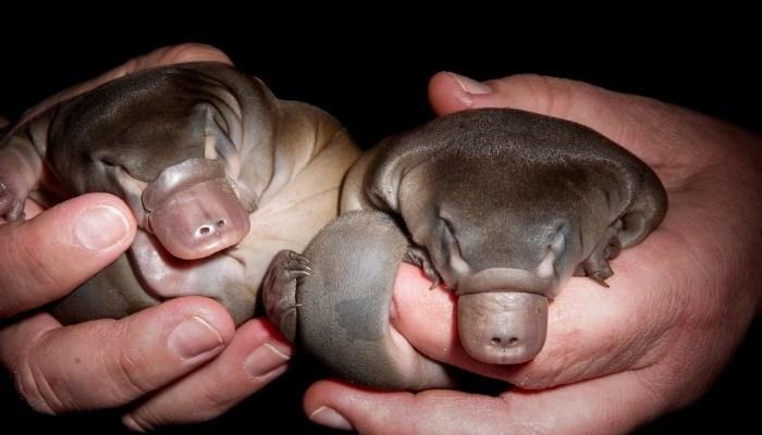 Đặc điểm sinh sản của thú mỏ vịt là gì