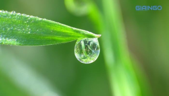 giải thích hiện tượng ứ giọt