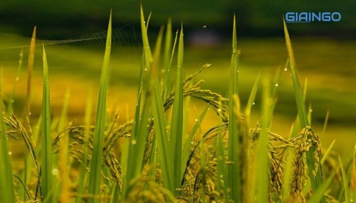 giải thích hiện tượng ứ giọt ở lúa