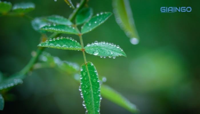 Giải thích hiện tượng ứ giọt ở cây thân thảo