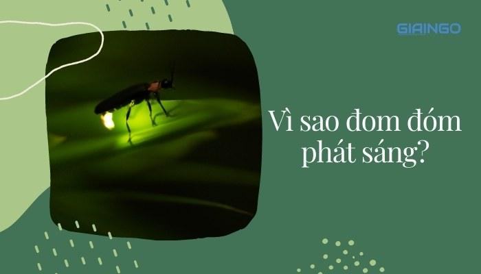 Vì sao đom đóm phát sáng