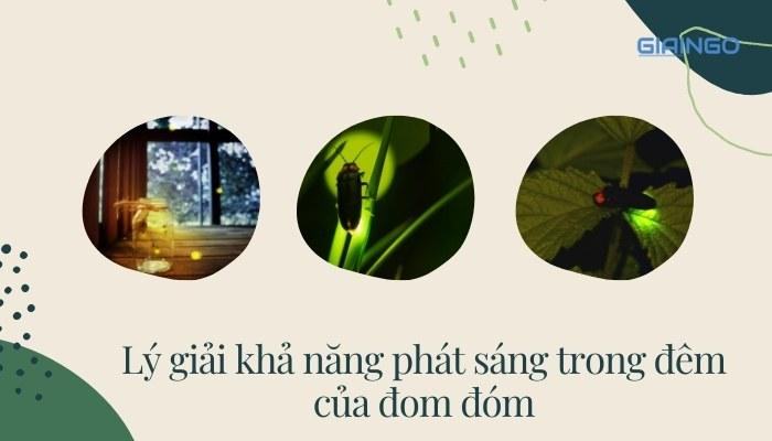 Tại sao đom đóm phát sáng