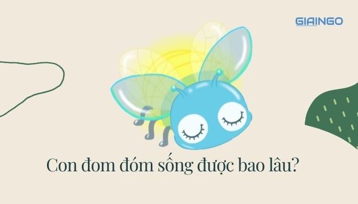 Con đom đóm sống được bao lâu
