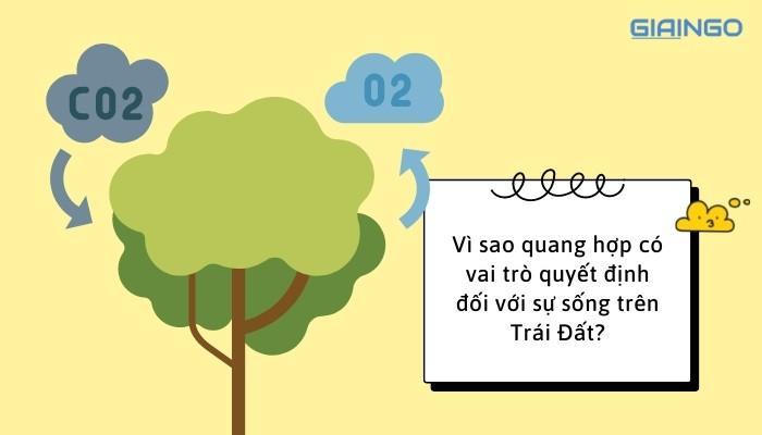 Vì sao quang hợp có vai trò quyết định đối với sự sống trên Trái Đất