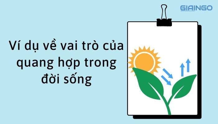 Ví dụ về vai trò của quang hợp trong đời sống