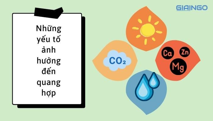 Những yếu tố ảnh hưởng đến quang hợp