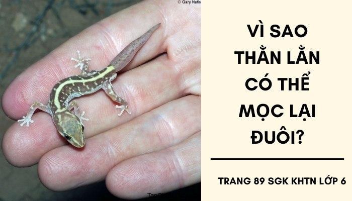 vì sao thằn lằn bị đứt đuôi đuôi của nó có thể được tái sinh
