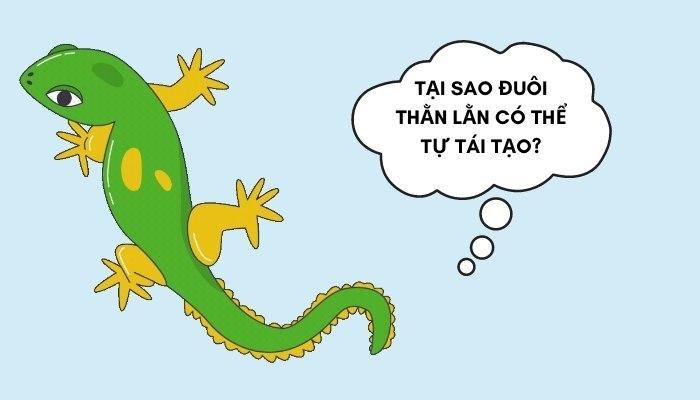 tại sao đuôi thằn lằn có thể tự tái tạo