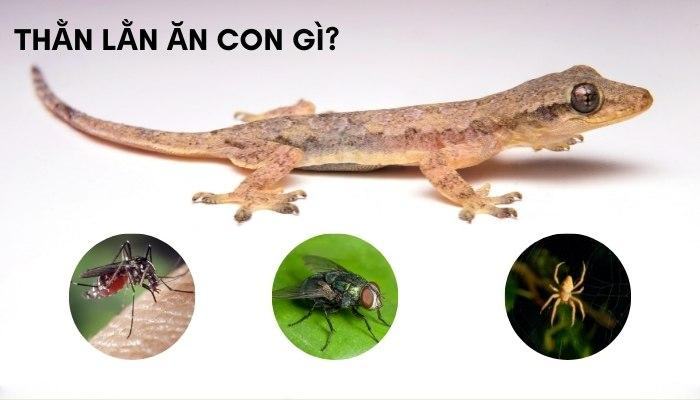 Thằn lằn ăn con gì
