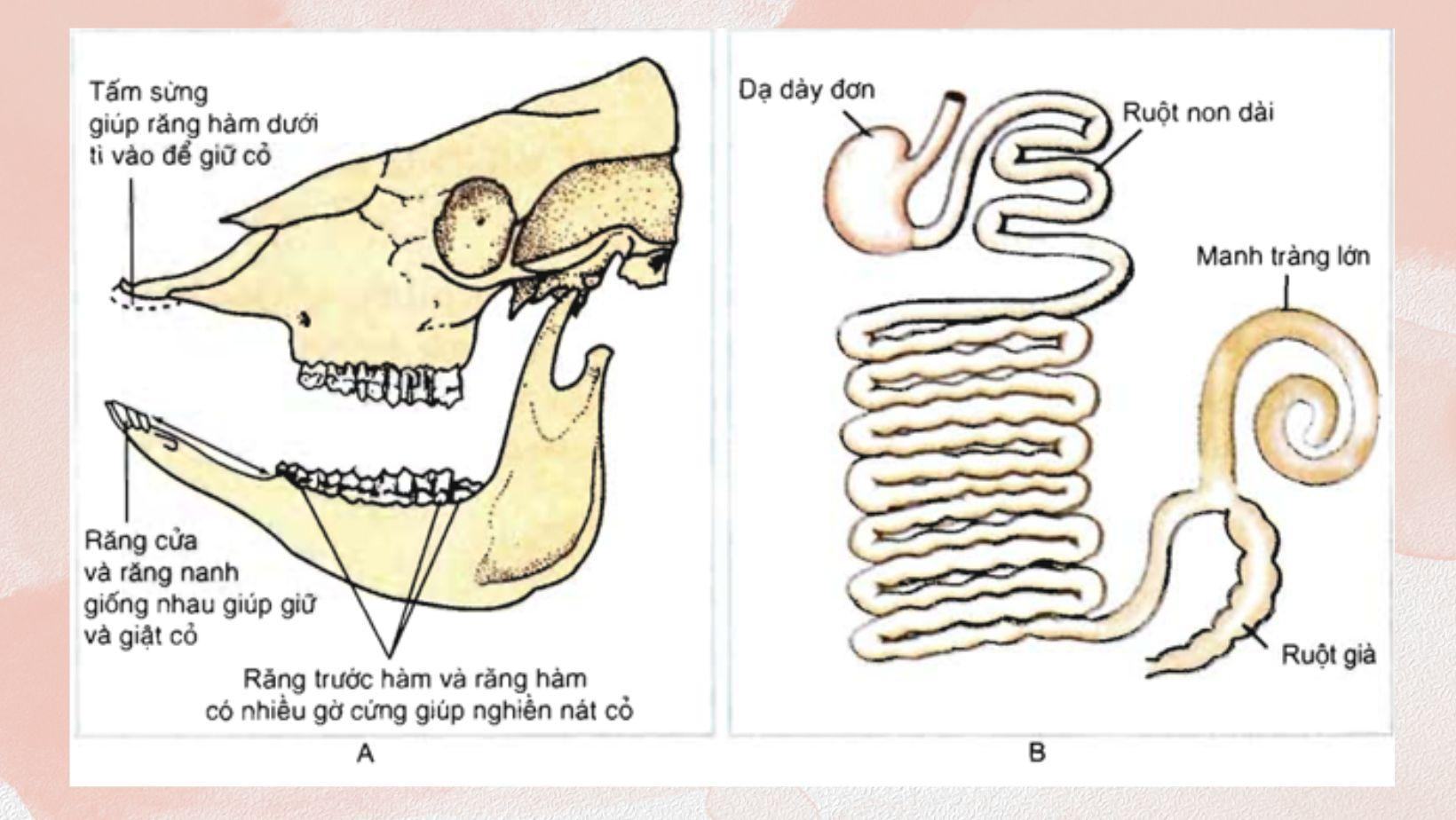 Đặc điểm nổi bật ở thú ăn thực vật
