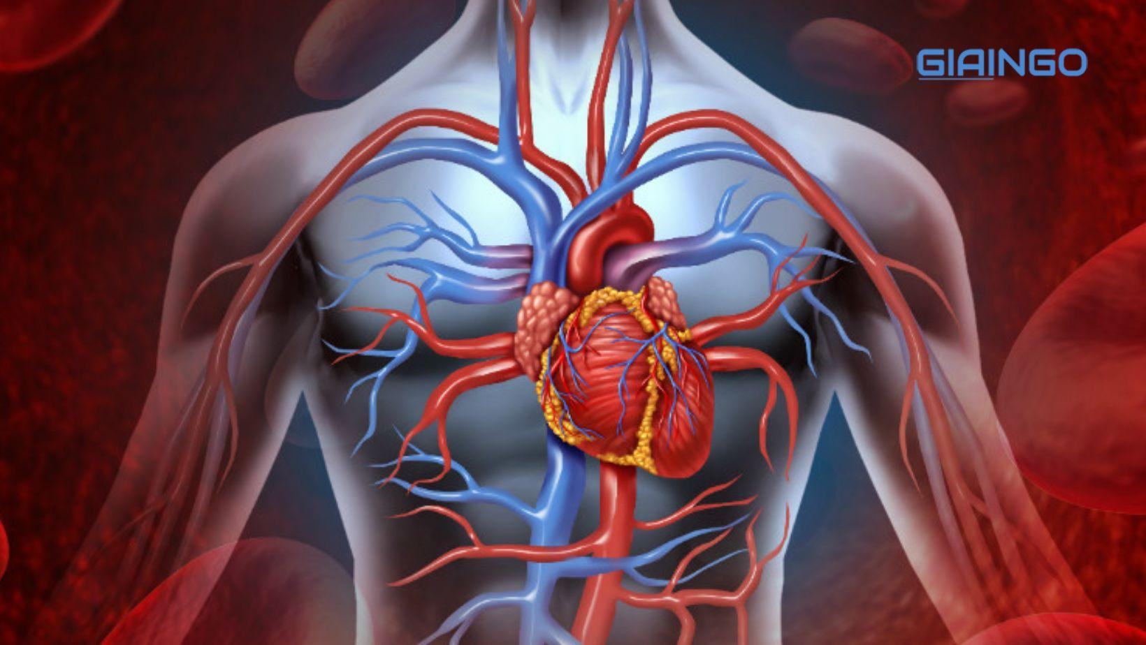 Cấu tạo của tim