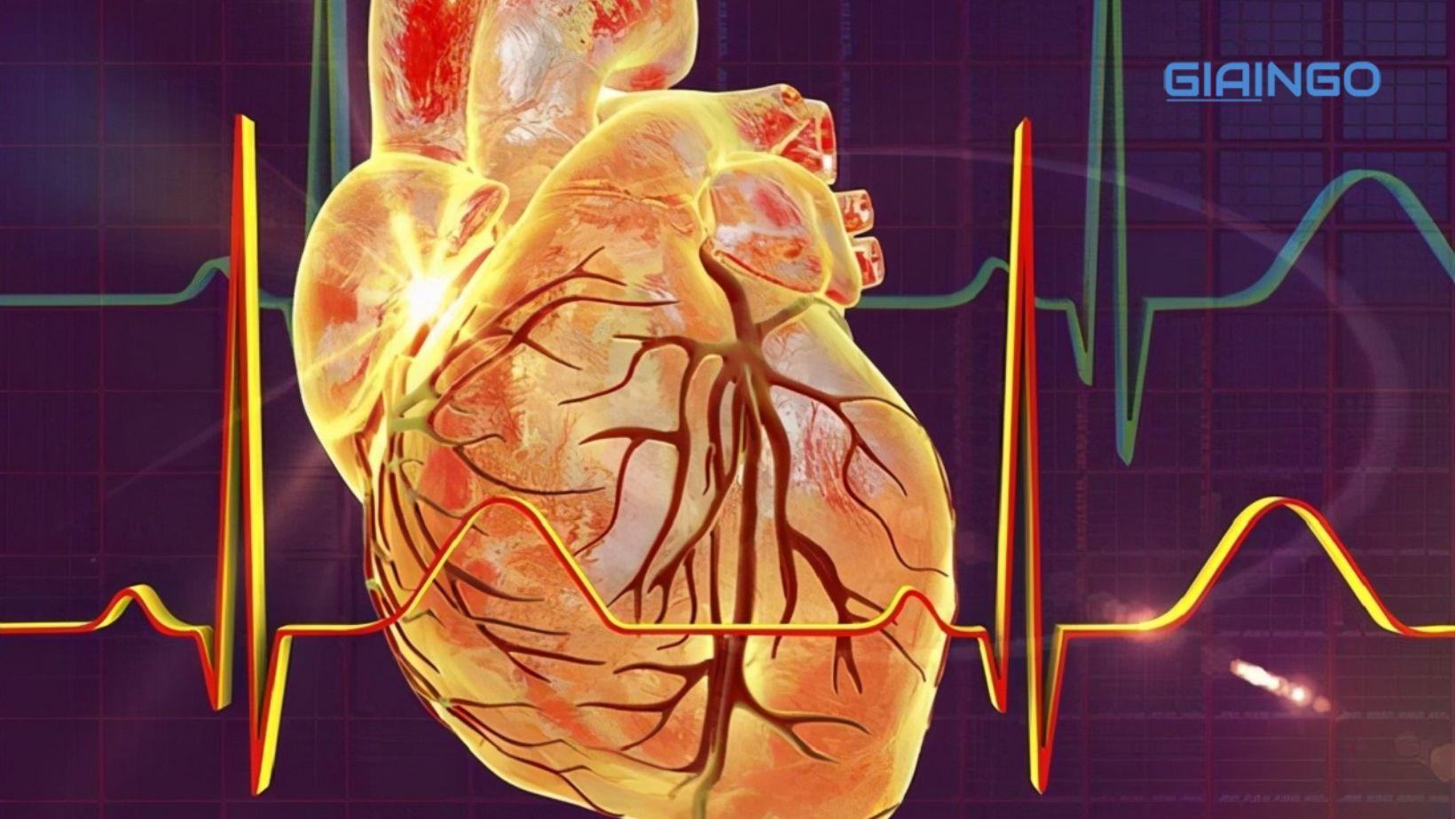 Cơ chế hoạt động của tim