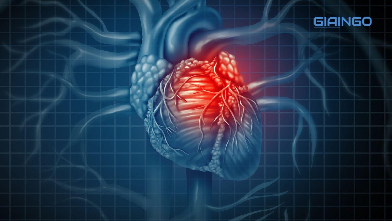 Vì sao tim hoạt động suốt đời mà không mỏi